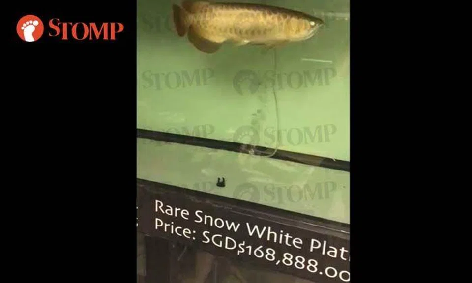 For real? $168,000 arowana can buy you two cars!