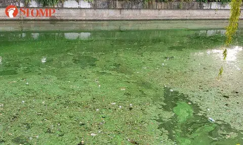 Geylang river turning green? Here's what it most likely is