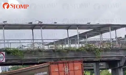 Troop of monkeys use overhead bridge to cross PIE