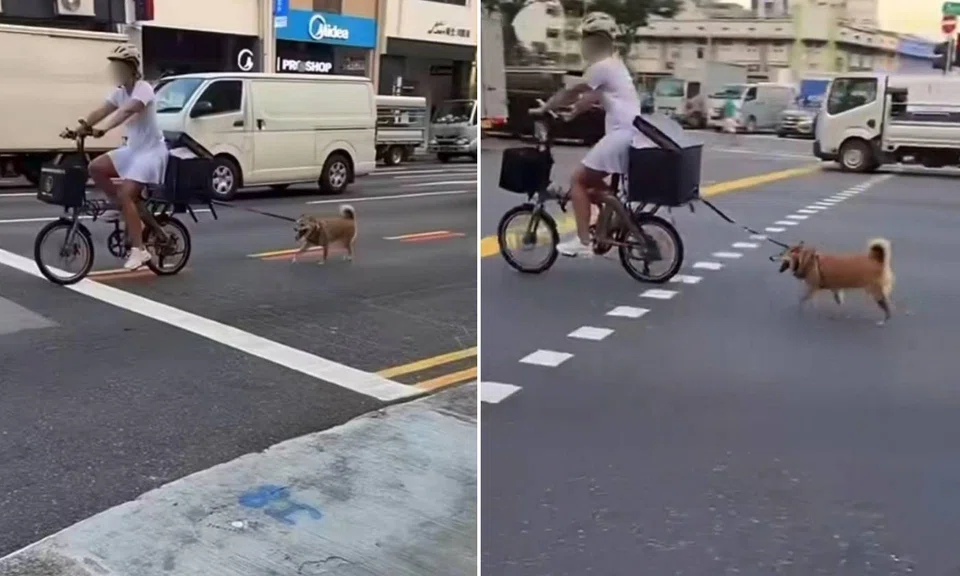 shiba inu tied to bicycle