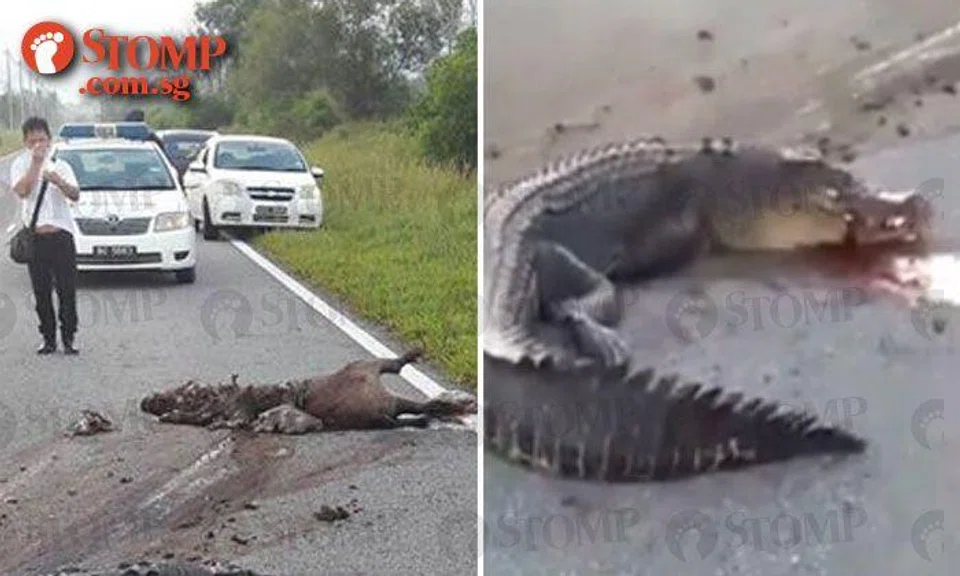 Crocodile gets run over by truck in Brunei -- as it was eating wild boar