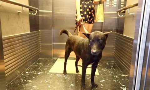 Uproar after residents at Killiney condo told not to use regular lifts with their large pet dogs