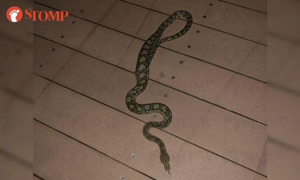 Stomper walks past 1m-long snake while doing qigong at Lower Seletar Reservoir