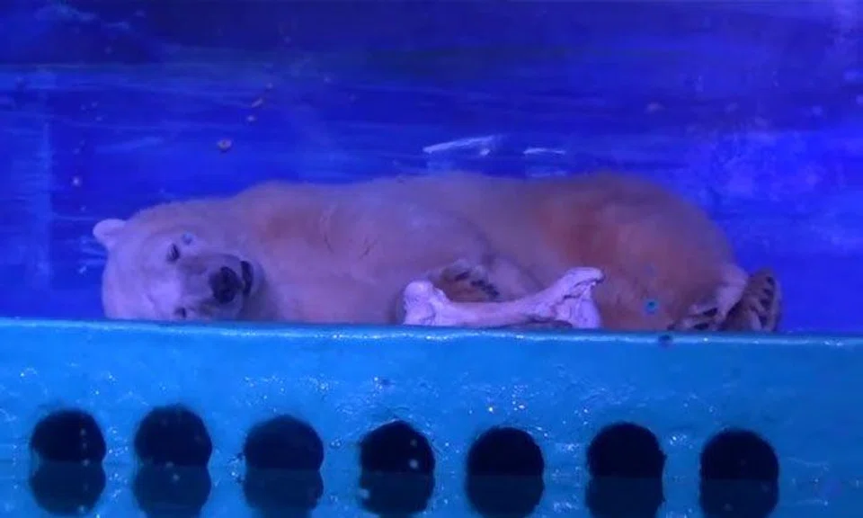 Poor living condition of 'world's saddest polar bear', beluga whales in China mall sparks outrage