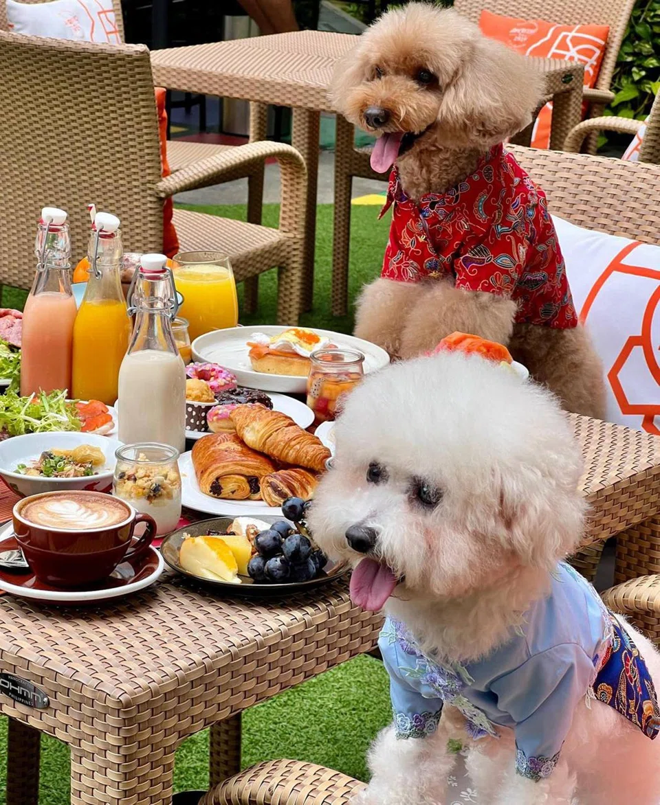 Guests, humans and dogs alike can dine al fresco at the various dining establishments at Hotel Indigo Singapore Katong. 