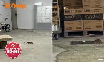 Man calls Aljunied Crescent 'a living slum' after spotting rats and rodent droppings at night