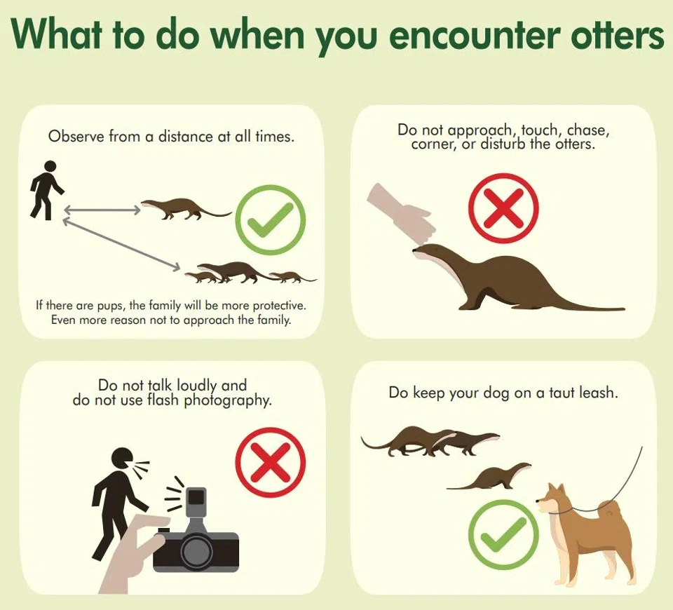 What to do and not do when encountering otters