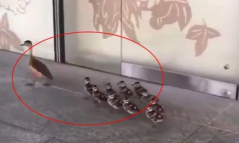  Flock of ducks spotted crossing the road: Don't they just quack you up?