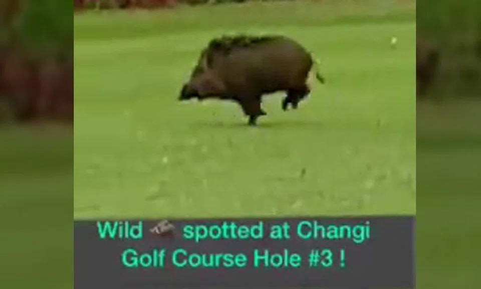 AVA responds to video of 'fat' wild boar running around Changi Golf Club