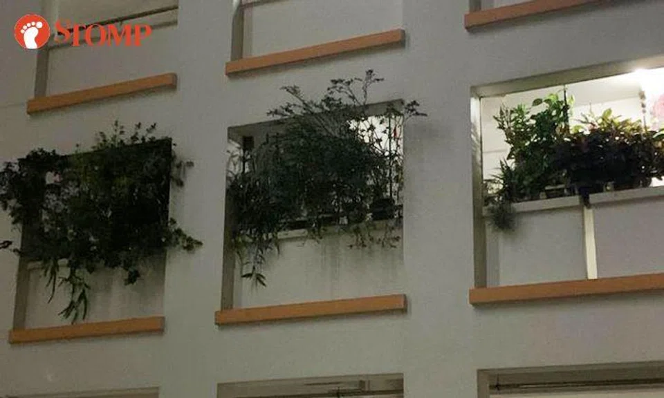 Neighbours frond upon 'overgrown jungle' at Tampines HDB corridor