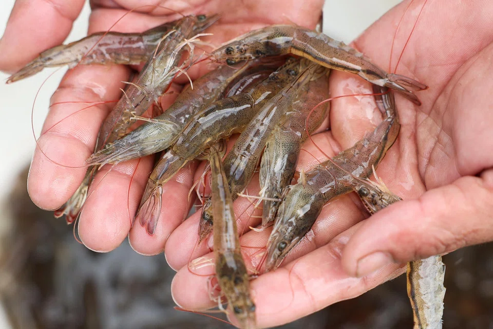 The Singapore Food Agency said that based on its records, there was no import of the US FDA-implicated seafood from Indonesia.