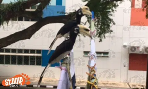 See what happens when you mimic hornbill sounds