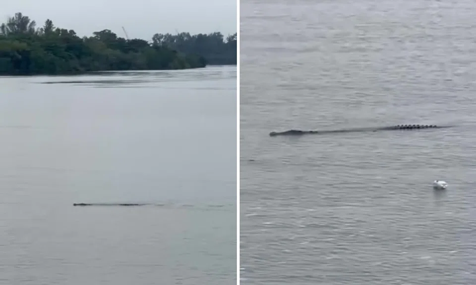 A video of the reptile was posted on the Singapore Wildlife Sightings Facebook group on July 8 by a member who said the animal was spotted that morning.