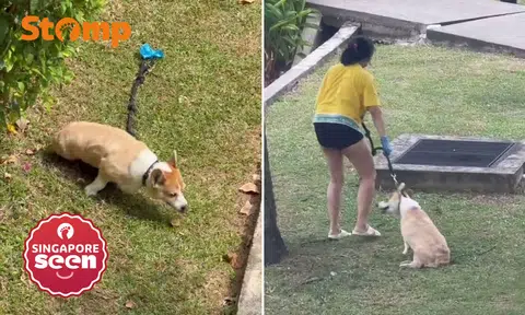 Corgi allegedly left in sun for over an hour daily at Seletar condo, SPCA makes urgent visit and carries it to shelter