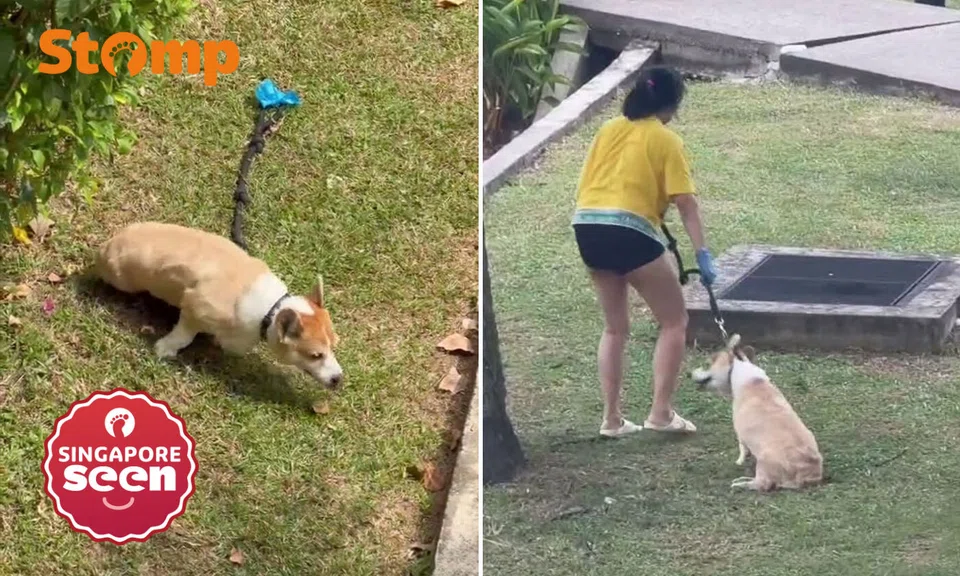 Corgi allegedly left in sun for over an hour daily at Seletar condo, SPCA makes urgent visit and carries it to shelter