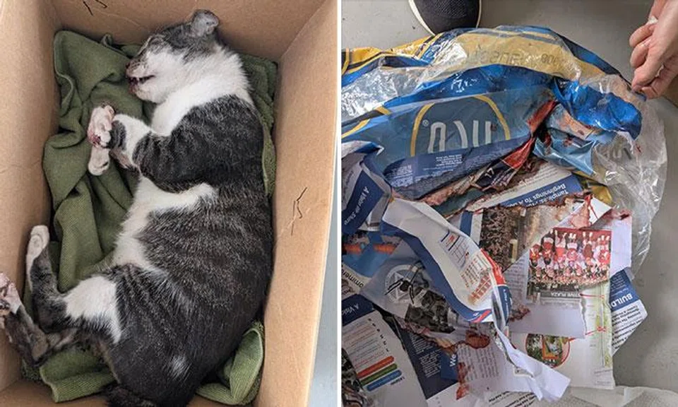 cat found dead at tampines west