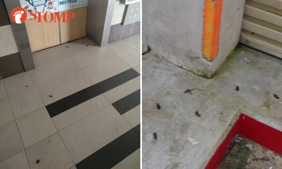 The nearly two-minute long video shows cockroaches scattered from the lift lobby to the central refuse chute.