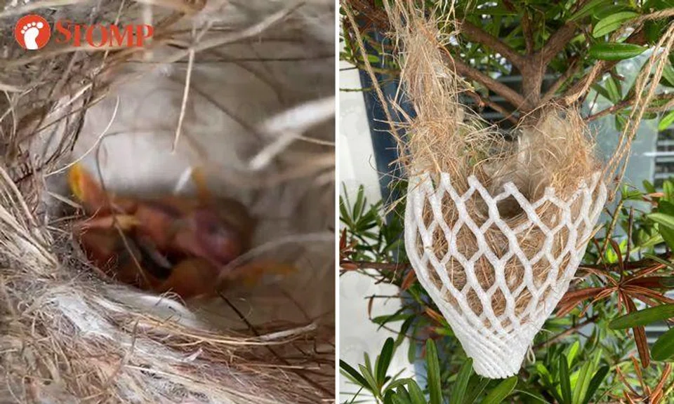 Sunbird welcomes twins on condo balcony: Resident saves nest from Saturday's thunderstorm