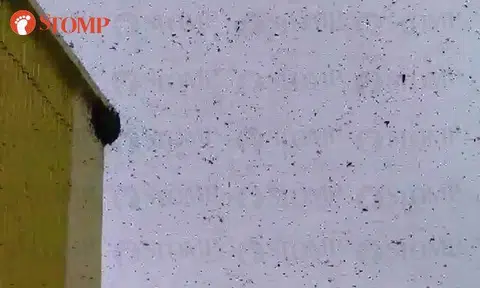 Swarm of bees create a buzz at Senja Rd block