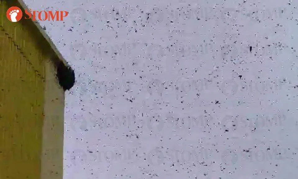 Swarm of bees create a buzz at Senja Rd block