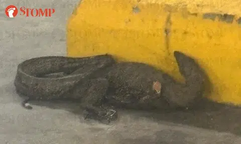 Monitor lizard found lying motionless in Nex carpark: Was it run over by a vehicle?