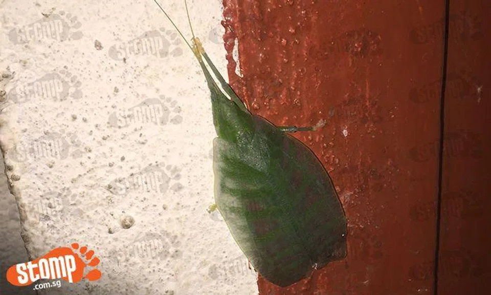 What is this strange-looking insect? Stomper thinks it looks like a ...