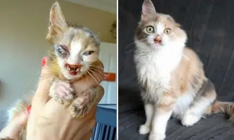 Adults were terrified to look at this kitty, until a 7-year-old girl saved her