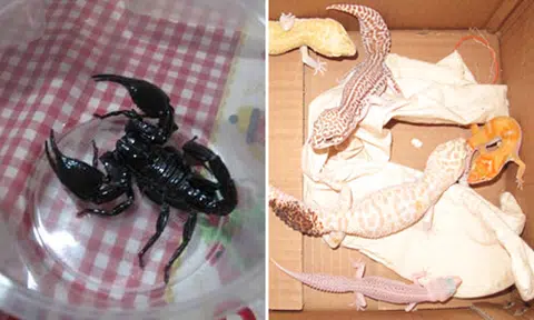 2 men fined for possessing and importing exotic animals including scorpion and leopard geckos