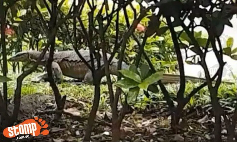 Here's something you don't normally see at a coffeeshop: A monitor lizard having lunch nearby