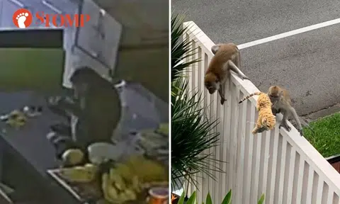 Monkeys raiding Bukit Timah homes for food, one resident tries using stuffed tiger as 'scarecrow'