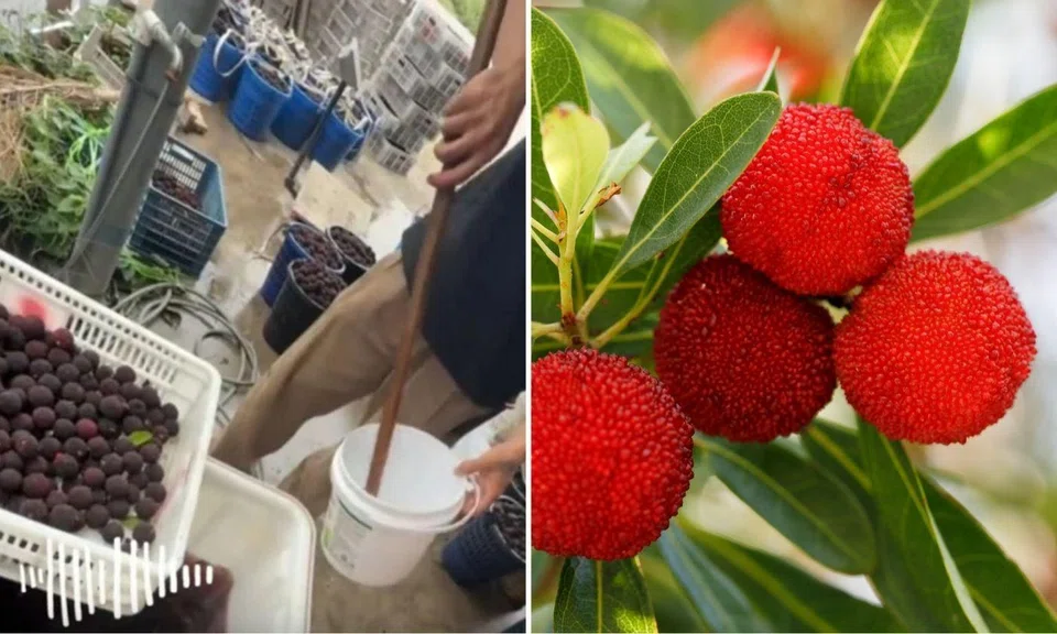 bayberries from fujian, china, found to have been submerged in prohibited additives to extend shelf life
