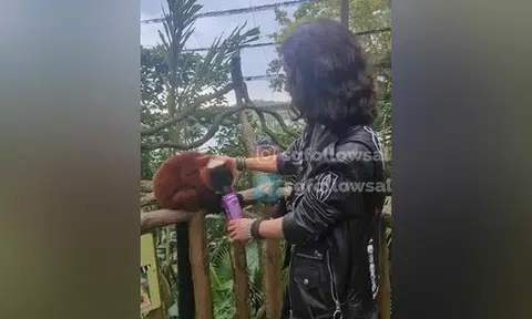 Woman strokes endangered lemur and gives it soft drink at Singapore Zoo