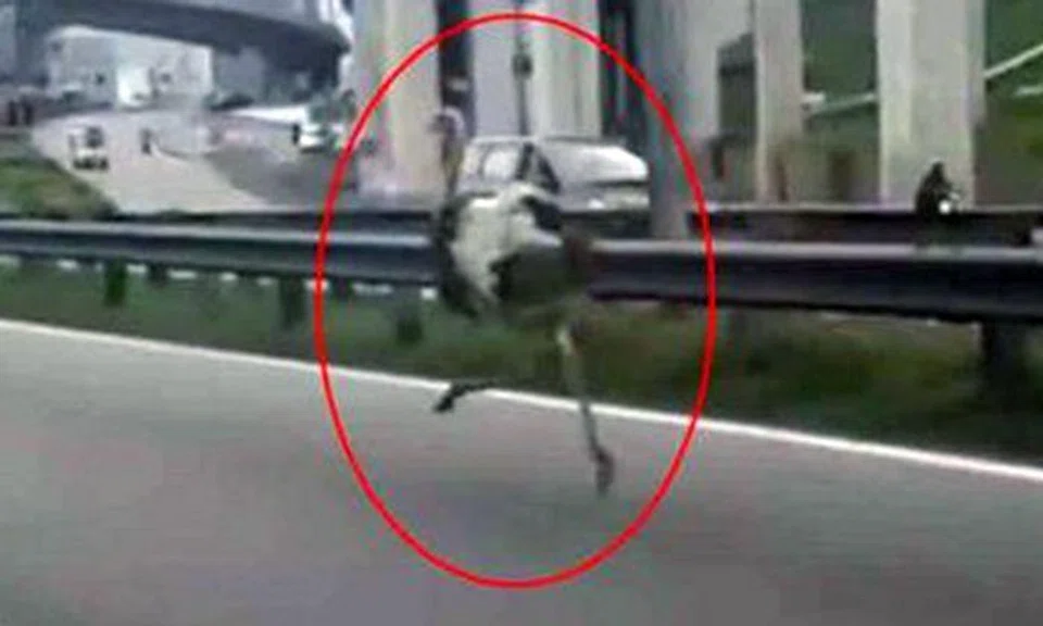 Life in the fast lane: Ostrich runs 'afowl' on Malaysian highway, but stays within speed limit