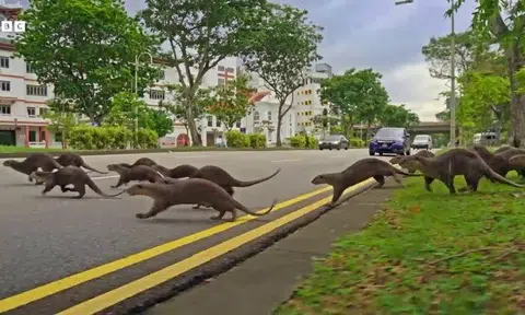 “Most people in Singapore cherish and look after the otters. You have people dedicated to making sure they cross the roads safely."