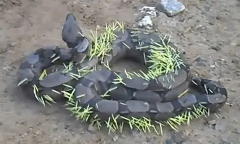Poor snake gets impaled with quills after trying to eat porcupine