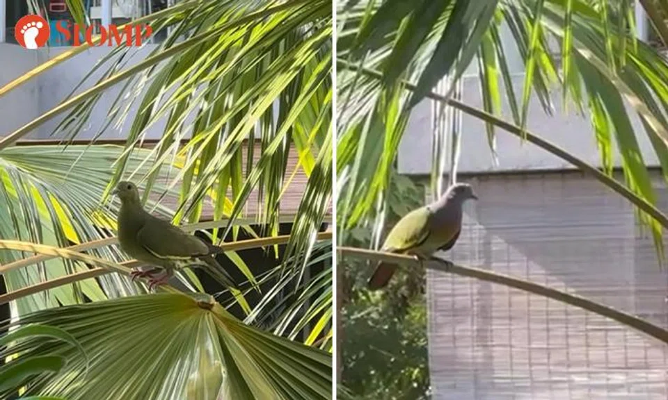 Lucky resident greeted by pink-necked green pigeons at Upper East Coast Road