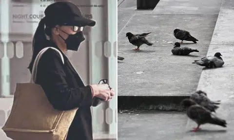 woman says feeding pigeons inspired her to live, fined $6k for pigeon feeding