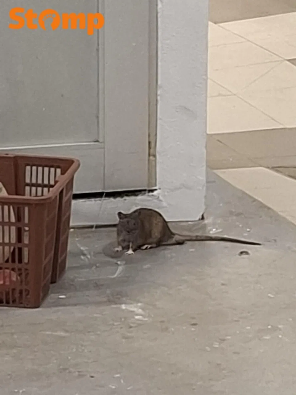 Stirling Road rubbish attracts rat