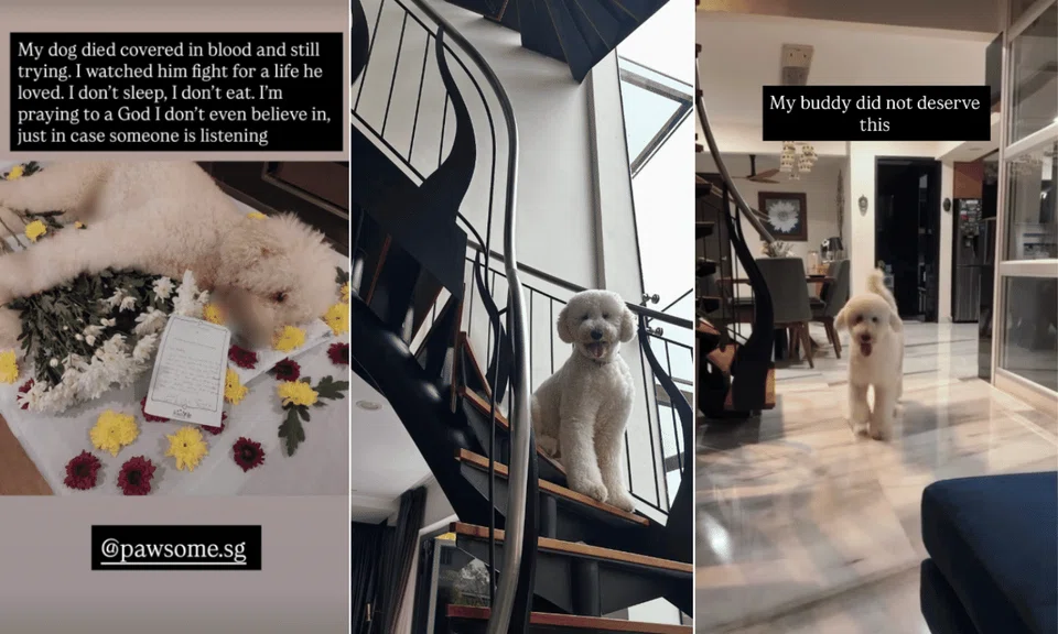 Buddy’s alleged death after a grooming session is now under NParks investigation, following allegations made by his owners Tanya and Tanish Dhillon.
