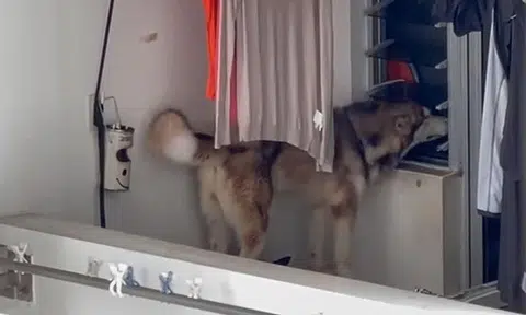 Large dog confined to service balcony of 35th-floor Toa Payoh flat now under NParks care