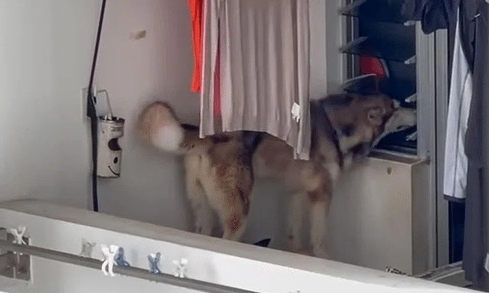 NParks is in touch with the dog’s owner and investigations are ongoing.