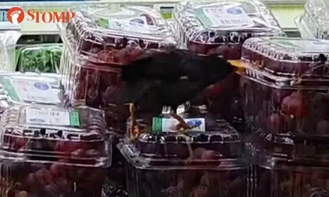 FairPrice to strengthen preventive measures after bird nibbles on grapes at Geylang store