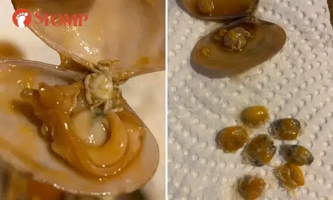 Woman surprised to open clams and find 'free baby crabs': 'It's like buying one-for-one seafood'