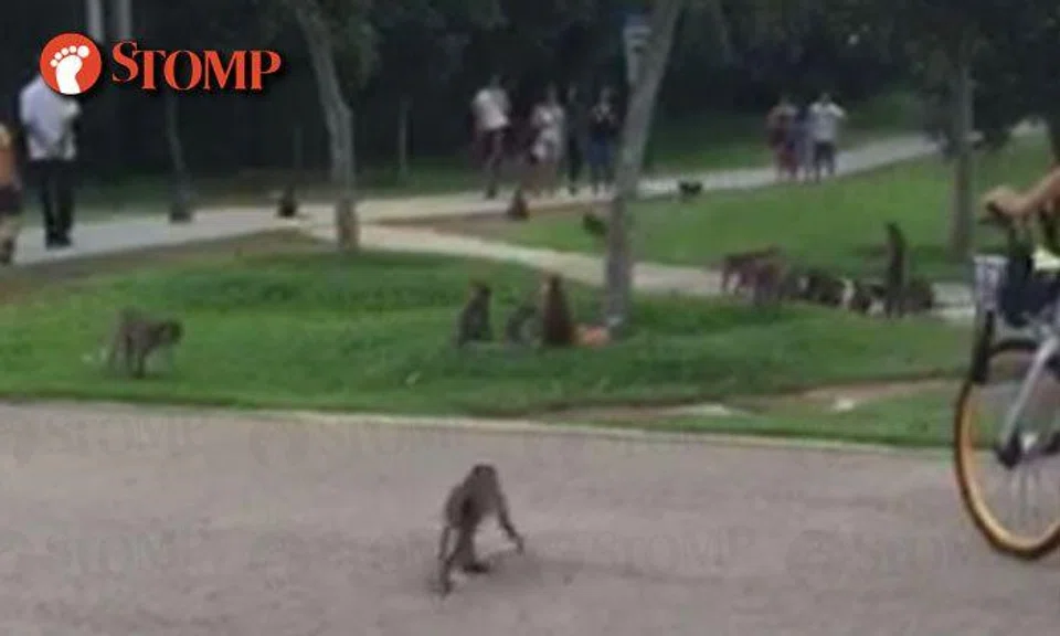 More monkeys than humans seen in these photos taken near Punggol Beach