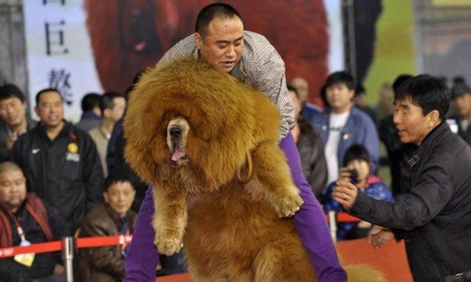 Million-dollar Tibetan mastiffs now become worthless strays