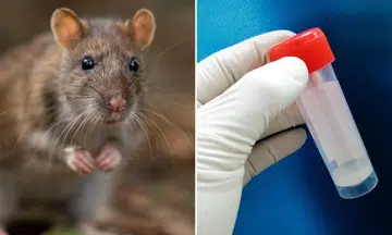 rat and test tube sample