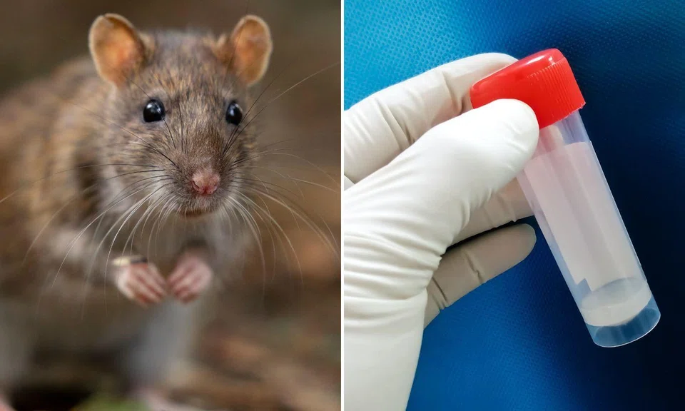 rat and test tube sample