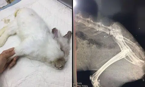 Rabbit dies after alleged abuse leaves it with 3 broken legs, broken ribs and fractured spine