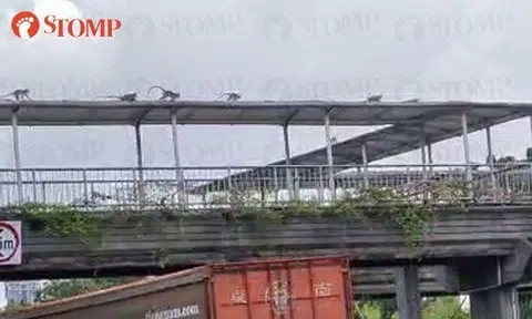 Troop of monkeys use overhead bridge to cross PIE