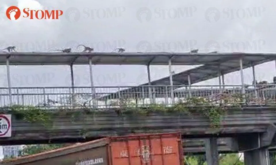 Troop of monkeys use overhead bridge to cross PIE